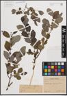 Foto von Salix cinerea L. x Salix nigricans Sm.